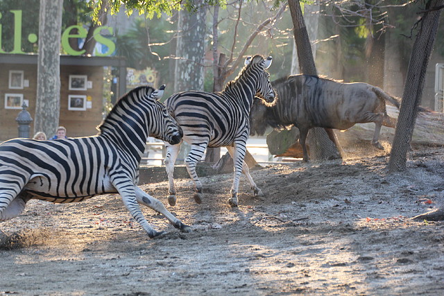 Zoo Barcelona 23-11-11 i 25-11-11 851