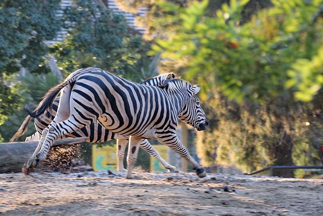 Zoo Barcelona 23-11-11 i 25-11-11 878
