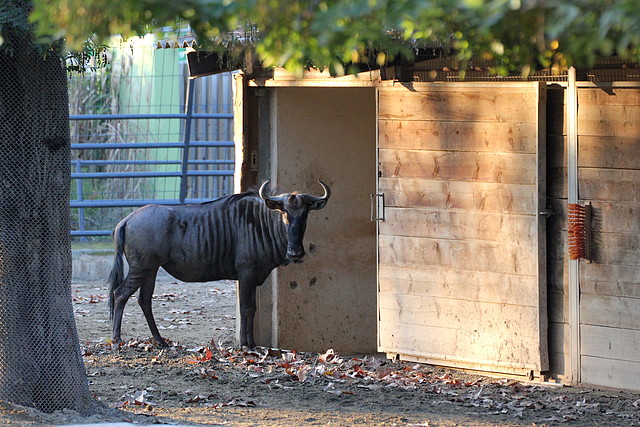 Zoo Barcelona 23-11-11 i 25-11-11 916