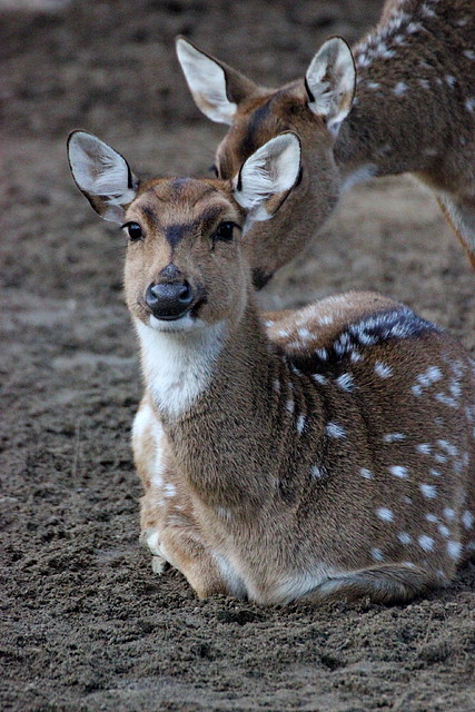 Zoo Barcelona 23-11-11 i 25-11-11 976