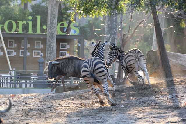 Zoo Barcelona 23-11-11 i 25-11-11 852