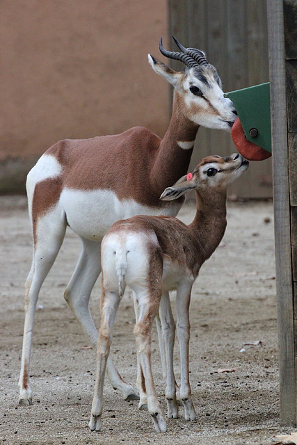 Zoo Barcelona 27-11-11 055 Zoo Barcelona 27-11-11 055