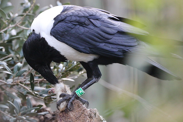 Zoo Barcelona 27-11-11 237