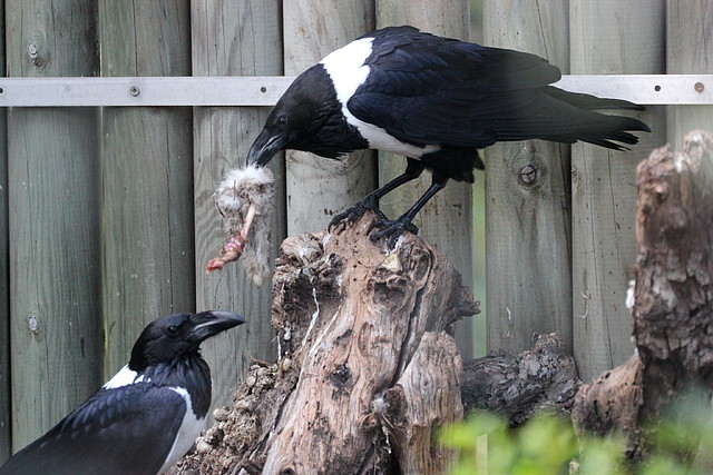 Zoo Barcelona 27-11-11 251