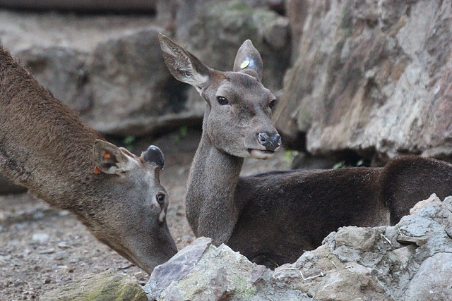 Zoo Barcelona 23-11-11 i 25-11-11 956