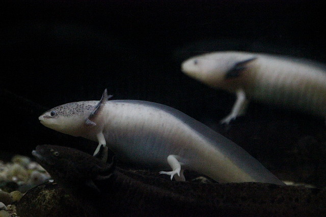 Zoo Barcelona 27-11-11 254