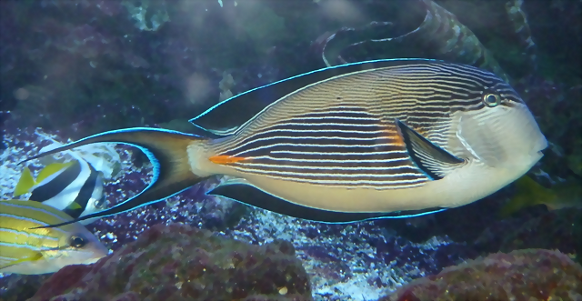 Acanthurus sohal Acanthurus sohal
