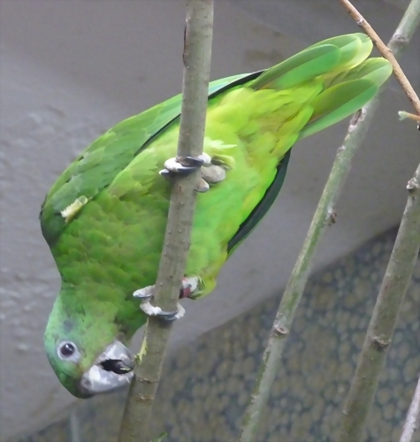 Amazona agilis 2 Amazona agilis 2