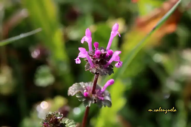 10, florecillas, marca2