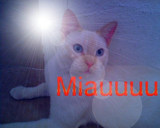 miaaaau