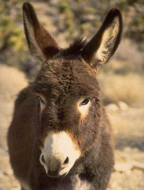 burro1 burro1