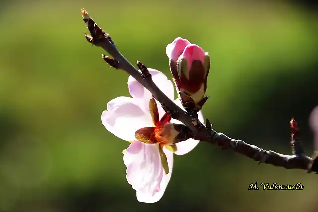 16, flor de almendro 1, marca