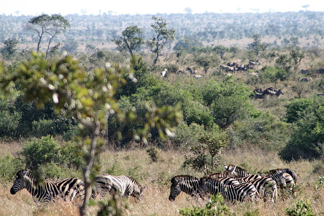 Kruger National Park 28-31 mayo 2009 1229 Kruger National Park 28-31 mayo 2009 1229