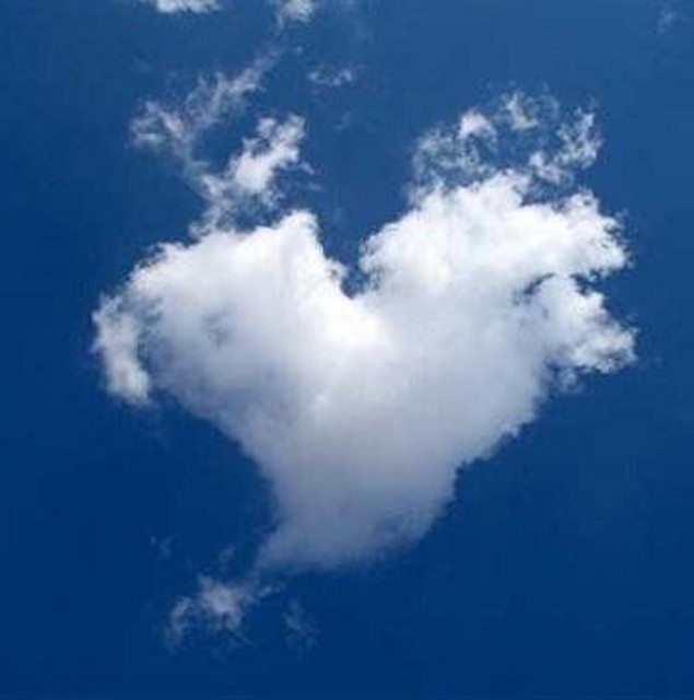 Amor Amor