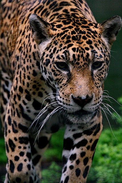 Zoo de Barcelona 07-06-11 791 Zoo de Barcelona 07-06-11 791