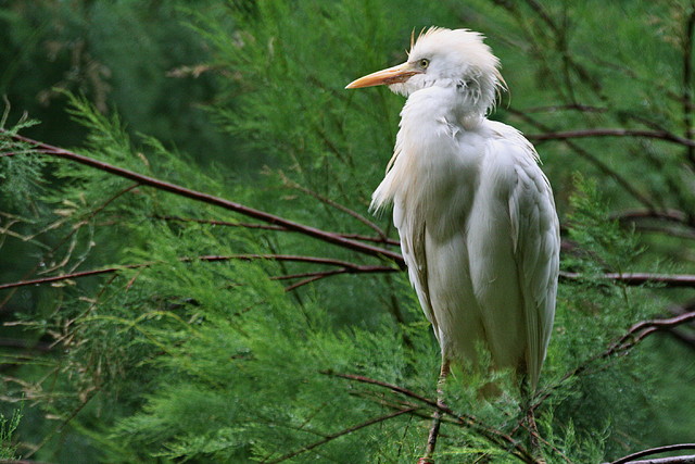 Zoo de Barcelona 07-06-11 826 Zoo de Barcelona 07-06-11 826