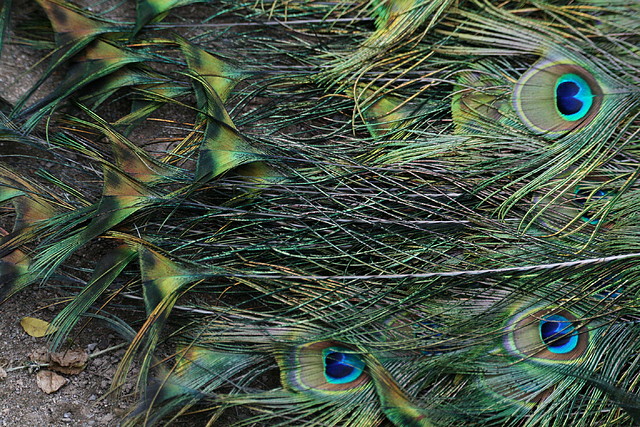 Zoo de Barcelona 07-06-11 065 Zoo de Barcelona 07-06-11 065