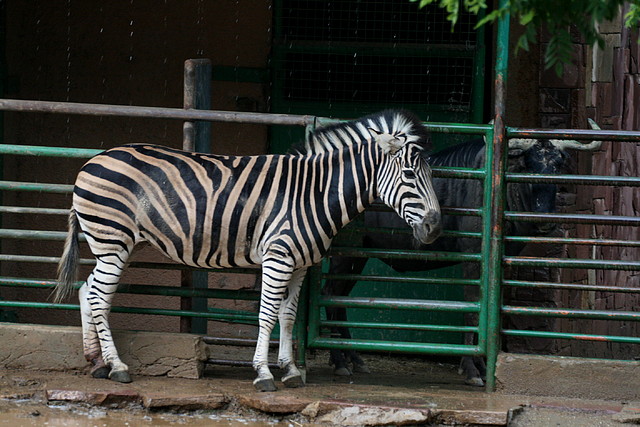 Zoo de Barcelona 07-06-11 223 Zoo de Barcelona 07-06-11 223