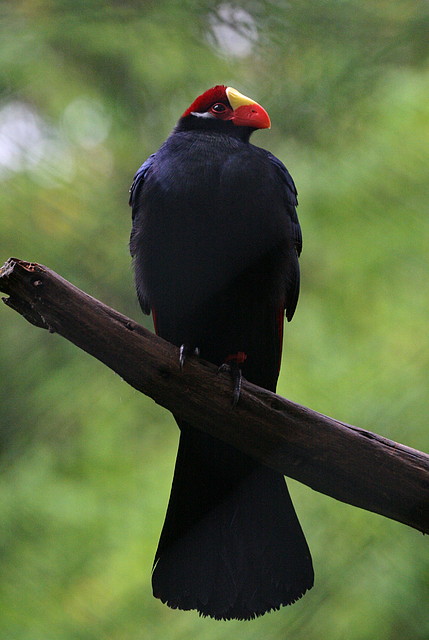 Zoo de Barcelona 07-06-11 852