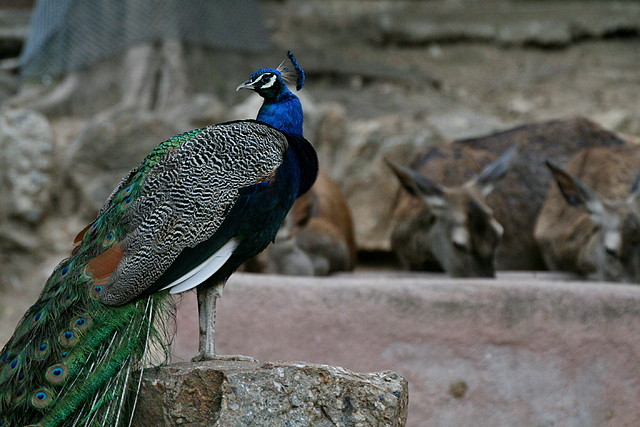 Zoo de Barcelona 07-06-11 062 Zoo de Barcelona 07-06-11 062