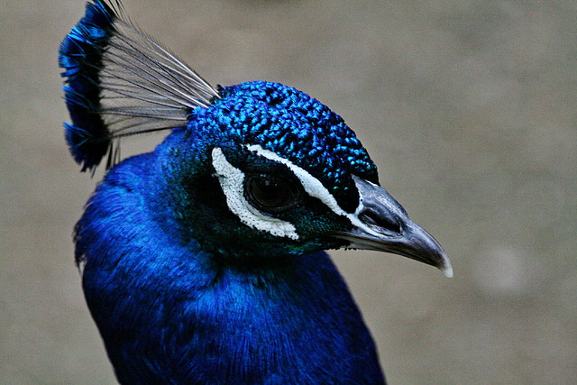 Zoo de Barcelona 07-06-11 068 Zoo de Barcelona 07-06-11 068