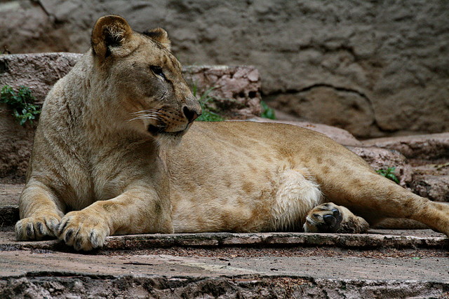 Zoo de Barcelona 07-06-11 912