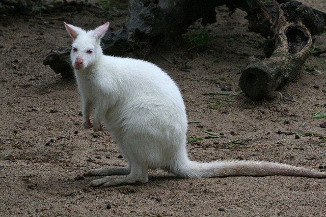 Zoo de Barcelona 07-06-11 860