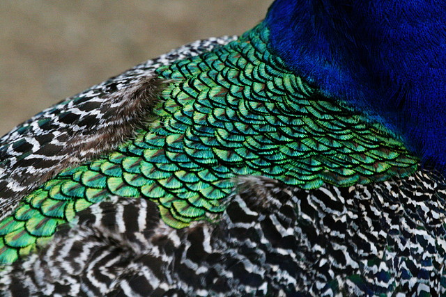 Zoo de Barcelona 07-06-11 066 Zoo de Barcelona 07-06-11 066