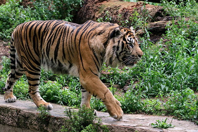 Zoo de Barcelona 07-06-11 890