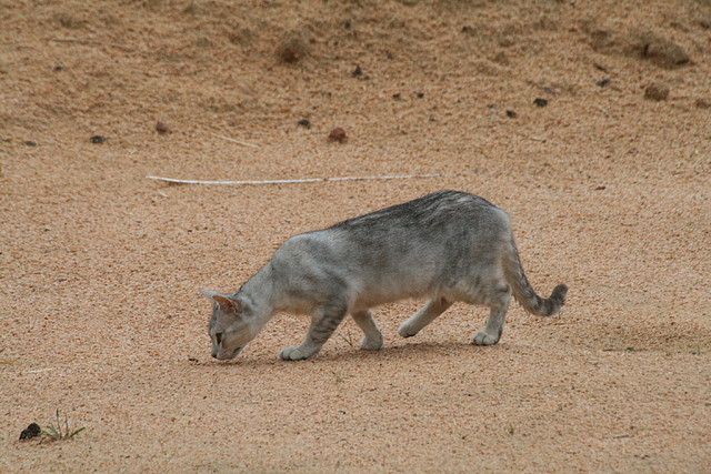 Zoo de Barcelona 07-06-11 466 Zoo de Barcelona 07-06-11 466