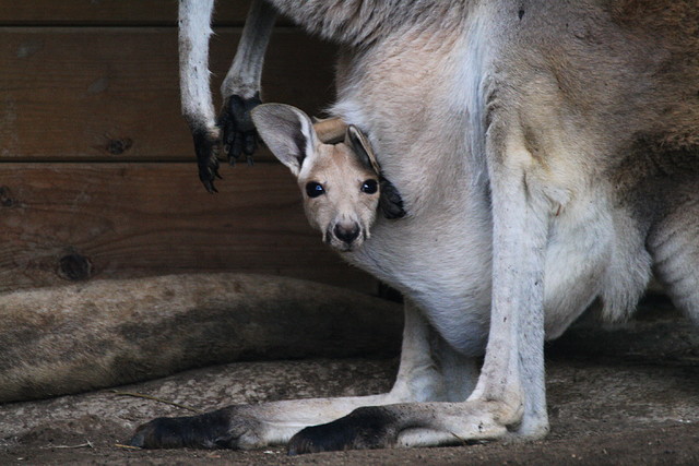 Zoo de Barcelona 07-06-11 202 Zoo de Barcelona 07-06-11 202