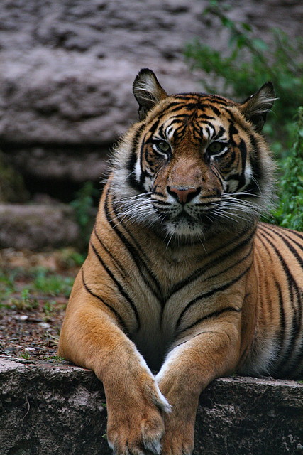 Zoo de Barcelona 07-06-11 897