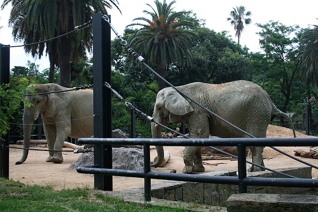 Zoo de Barcelona 07-06-11 004 Zoo de Barcelona 07-06-11 004