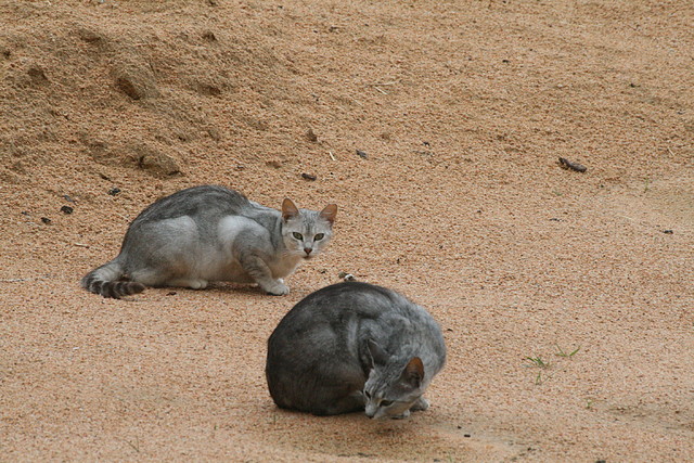 Zoo de Barcelona 07-06-11 422 Zoo de Barcelona 07-06-11 422