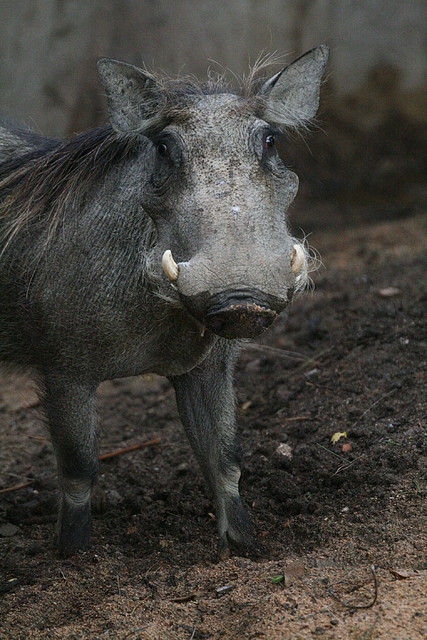 Zoo de Barcelona 07-06-11 526 Zoo de Barcelona 07-06-11 526