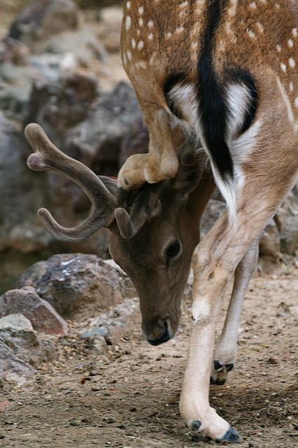 Zoo de Barcelona 07-06-11 016 Zoo de Barcelona 07-06-11 016