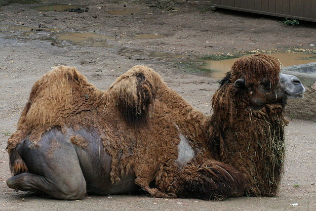 Zoo de Barcelona 07-06-11 390 Zoo de Barcelona 07-06-11 390