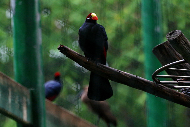 Zoo de Barcelona 07-06-11 849