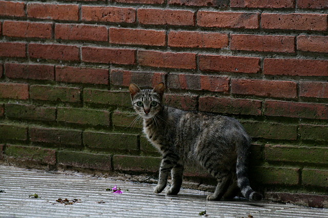 Zoo de Barcelona 07-06-11 940