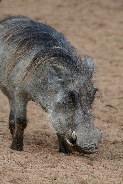 Zoo de Barcelona 07-06-11 545 Zoo de Barcelona 07-06-11 545