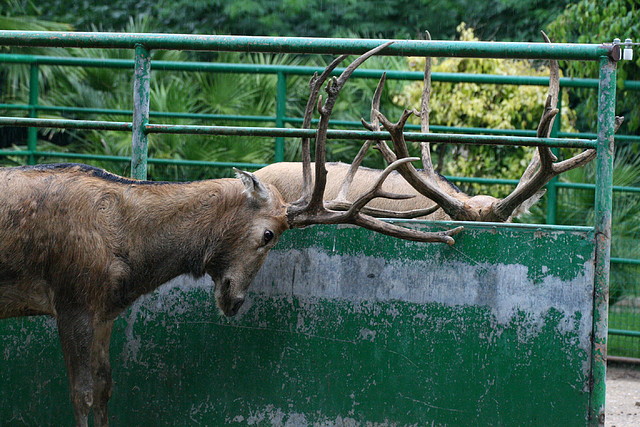 Zoo de Barcelona 07-06-11 564 Zoo de Barcelona 07-06-11 564