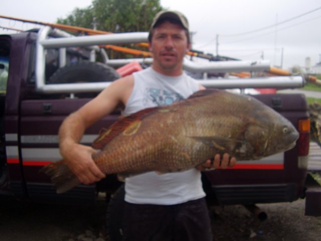 CORVINA 3