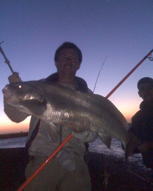 CORVINA 4