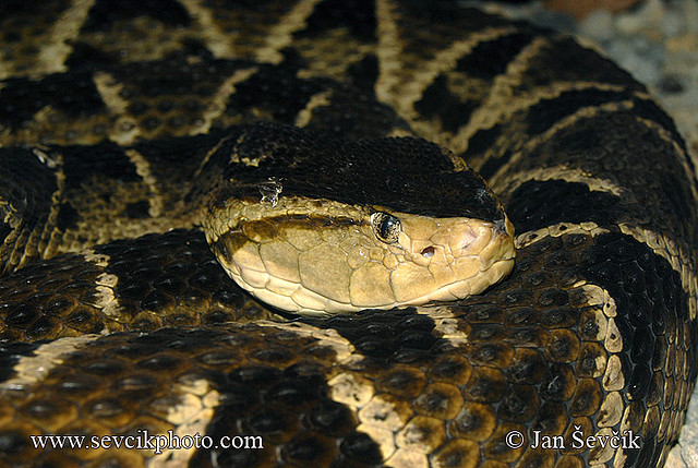 bothrops-asper-2