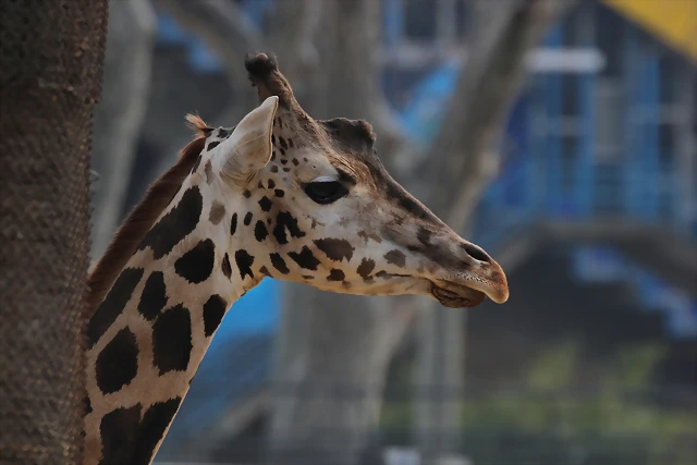 Zoo de Barcelona 03-03-12 342 Zoo de Barcelona 03-03-12 342