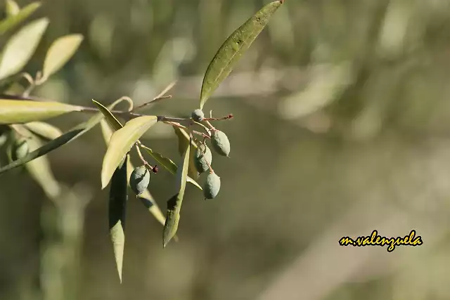 19, oliva afligida, marca
