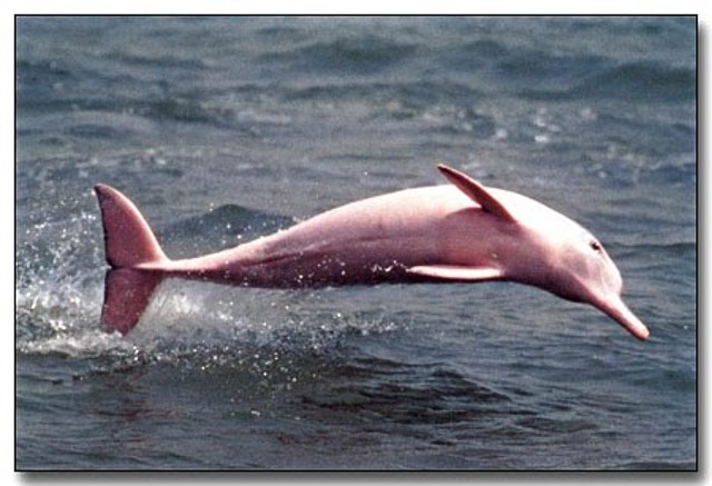 delfin rosado2