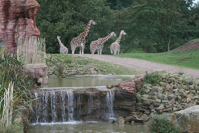Zoos Wuppertal, Dortmund y Gelsenkirchen 01-10-09 618