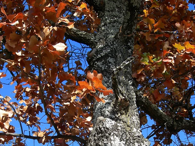 Quercus marilandica Quercus marilandica