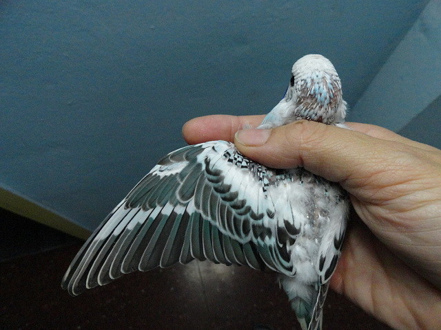 DSC00420 DSC00420